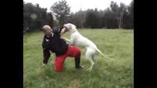 Haqui del Picadero Dogo Argentino Stella [upl. by Ahsenhoj]