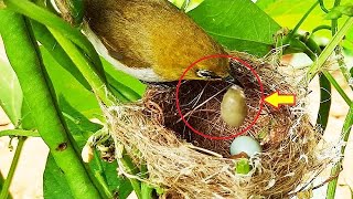 Baby Goes CRAZY Eating SPIDER COCOON  White eye feeding baby birds  FULLVIDEO 1 [upl. by O'Donovan]