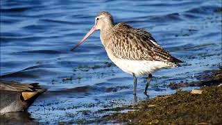 Bartailed godwit  Bird travels recordbreaking 13000 km nonstop to Australia  Fighter Jet Bird [upl. by Carmelina]