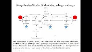 Biyokimyanın temelleri Pürin Metabolizması Salvage Pathway LeschNyhan sendromu [upl. by Vel]