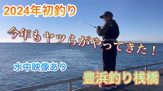 【豊浜釣り桟橋】2024年初釣り 今年もヤツらがやってきた！😊 [upl. by Cadmann209]