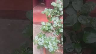 Thailand ka bargad hai ek nature life short video subscribe Kijiye like kijiye please like kijiye [upl. by Aigneis]