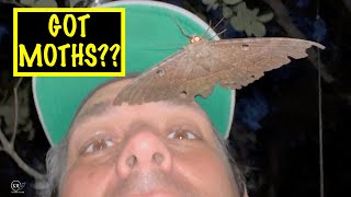 HOW TO ATTRACT MOTHS  FLORIDA KEYS [upl. by Yong886]