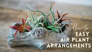 Air Plant Display Ideas  Tillandsia Gardening Tips  Indoor Gardening 🌱 [upl. by Beera]