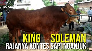 Sapi Limosin King Soleman di Kontes Pasar Sapi Nganjuk 2020 [upl. by Koal]