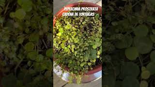 Peperomia Prostrata [upl. by Jackelyn]