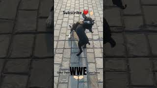 Dog Fighting 🐶🤜🏻 dog dogfight wwe animallover youtubeshorts [upl. by Weingarten]