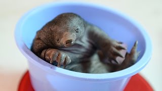 Australia Zoo welcomes first baby echidna [upl. by Varien37]