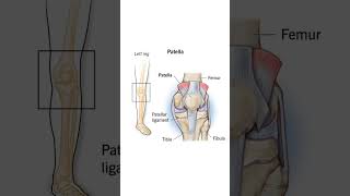 Patella bone shorts youtubeshorts [upl. by Ylehsa320]