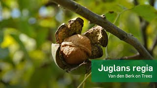 Juglans regia  Van den Berk on Trees [upl. by Herrod]