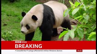 San Diego Zoo pandas make official debut USA  20July2024 [upl. by Gayler]