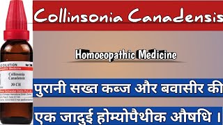 Collinsonia Canadensis  Use For Chronic Constipation amp Bleeding Piles Homoeopathicvines [upl. by Aurelea]