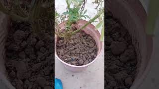 Meri gold plant fast growth trick and how to care in winters 🥶 gardening winterflowersfaryoupage [upl. by Arlan242]