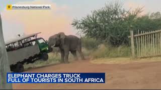 Elephant charges truck full of tourists in South Africa [upl. by Slavic]