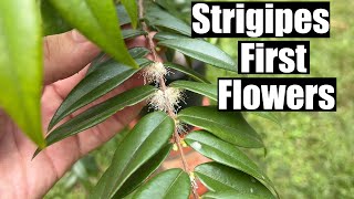 First Flowers on 25 Year old Myrciaria Strigipes  A Rare Fruit Tree [upl. by Oneill864]