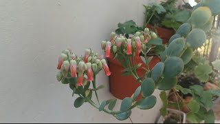 Kalanchoe Laxiflora violacea floridaðŸŒ¸Kalanchoe Marnieriana florida ðŸŒ¸ðŸ’®ðŸŒ¼ [upl. by Tobie194]