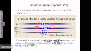 Simple sequence repeat SSR or microsattelite [upl. by Fauman]