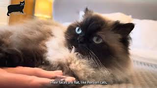 Himalayan cat care and characteristics [upl. by Targett]