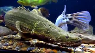 POLYPTERUS [upl. by Terag740]