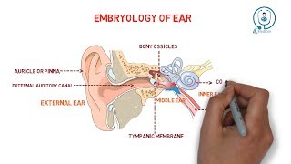 Embryology of ear  development [upl. by Alleunamme602]