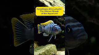 Cynotilapia Afra Luhuchi The Vibrant Streak of the Aquarium AquaVerse cichlid shorts [upl. by Pepillo]