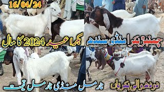 Chamber Bakra mandi  latest update today  bakra Eid 2024  patari Goat  date 16042024 [upl. by Leahcimluap]