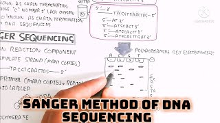 sanger method of DNA sequencing umerfarooqbiology7083 [upl. by Yesac998]