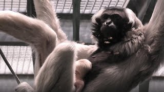 Introducing the cutest baby gibbon at Twycross Zoo [upl. by Atnicaj]