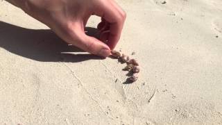 People on the beach help homeless hermit crab find a new shell [upl. by Samid]