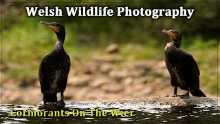 Cormorants On The Wier [upl. by Enilraep]