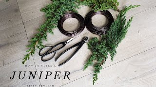 How To Style A Juniper Bonsai  2020  A TREES FIRST STYLING [upl. by Norrie]