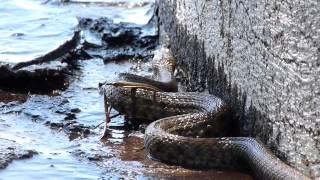 Schlange am Gardasee Italien  2024  Natrix Tesselata [upl. by Humfried]