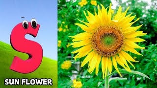 Flowers ABC Song for Kids  Phonics for Kids  Alphabet Letters  Nursery Rhymes [upl. by Youngran]