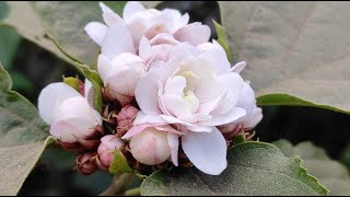 Flowers  220  Clerodendrum chinense [upl. by Adlen]