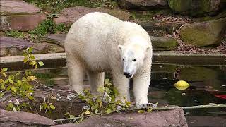 Die Eisbärinnen CHARLOTTE  VERA  Momente vom November 2017  1  Tiergarten Nürnberg [upl. by Atterol]