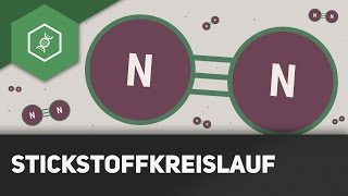 Stickstoffkreislauf einfach erklärt  Stoffkreisläufe 1 [upl. by Atikram]