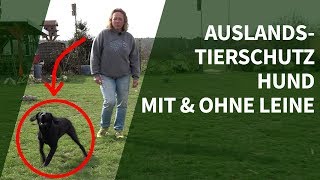 Tierschutz Hunde ► Unsicherheiten bei ersten Begegnungen ► Mit und ohne Leine [upl. by Wyn464]