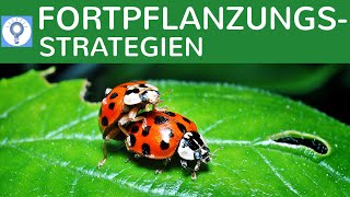 KStrategen amp RStrategen  Fortpflanzungsstrategien  Strategien der Vermehrung einfach erklärt [upl. by Darrej]