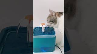 How to Introduce a Water Fountain to Your Cat？ [upl. by Netsrek]