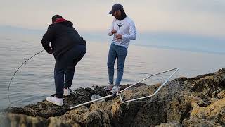 sünger burnu balık avı fishing fish balıkavıjewfish mullowaybigfish [upl. by Adrianne]