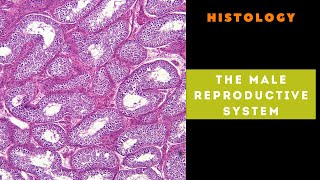 Histology of the male reproductive system [upl. by Eemiaj]