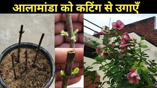 आलामांडा को कटिंग से उगाएँAllamanda grow from cuttingsHow to grow Allamanda from cutting in summer [upl. by Dinny372]