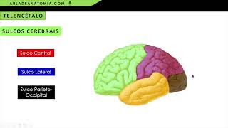 ANATOMIA DOS LOBOS CEREBRAIS fisioterapia medicina neuroanatomia neurociencia neurologia [upl. by Minton]