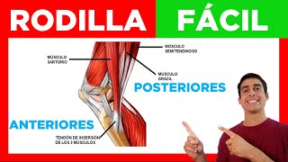 ✅ MÚSCULOS de la RODILLA Fácil Anteriores y Posteriores Anatomia [upl. by Ruella]