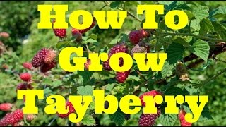 Complete Guide Growing Tayberry  The Movie [upl. by Einnoc178]