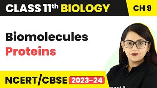 Class 11 Biomolecules Proteins  Proteins Class 11 Biology  Class 11 Biology [upl. by Iht]