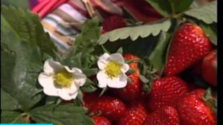 Frutta di stagione le fragole [upl. by Landry20]