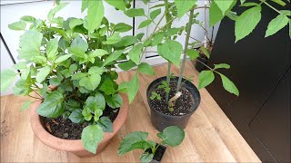 Rapid Growth On My Tree Dahlia And Giant Calla Lily With Time Lapse [upl. by Clarence]