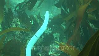 Hagfish In Kelp Forest [upl. by Adnilec]