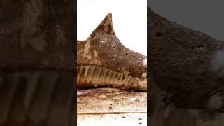 I Cleaned The Worlds MUDDIEST Yeezys Ever shortsviral shorts trending [upl. by Alemac]